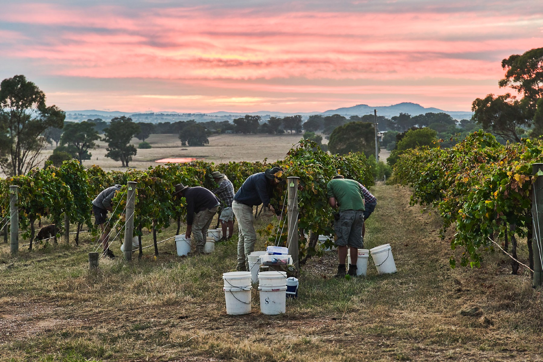 Vineyard workers at sunset. 